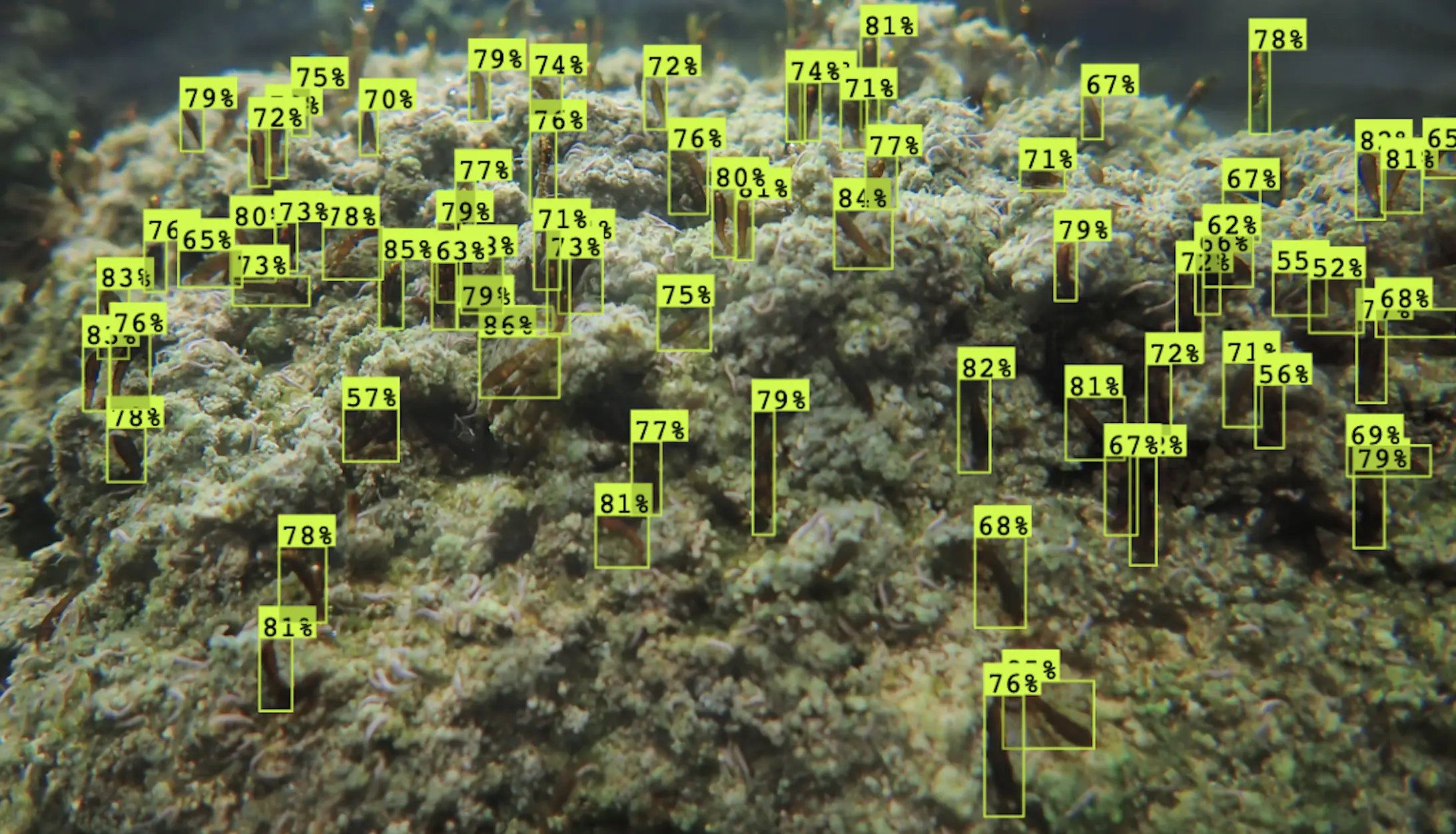 AI Larvae/Pupae counter, project by Arogya Upadhyaya
